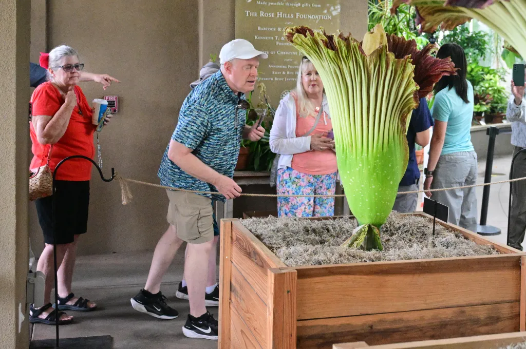 People viewing a blooming corpse flower at Huntington Gardens.