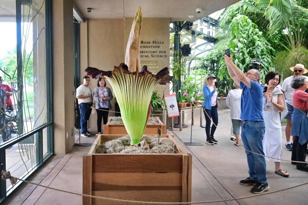 People viewing a blooming corpse flower in a large wooden planter at Huntington Gardens.