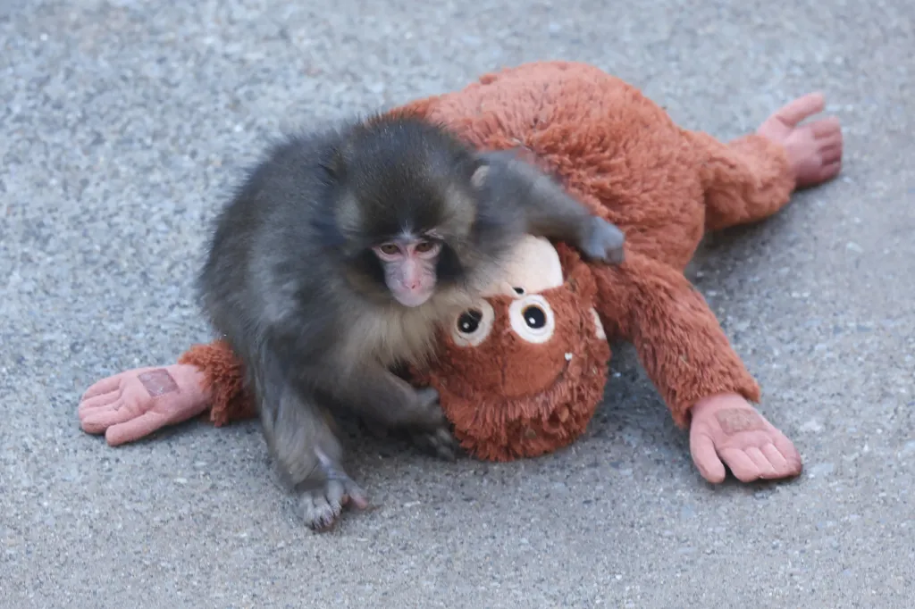 A macaque monkey rests on a brown stuffed orangutan toy.