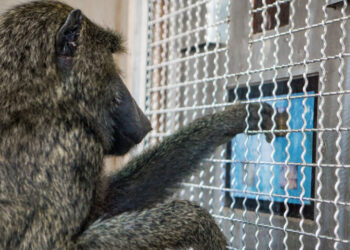 Monkeys Understand Shapes in Almost the Same Way as Humans
