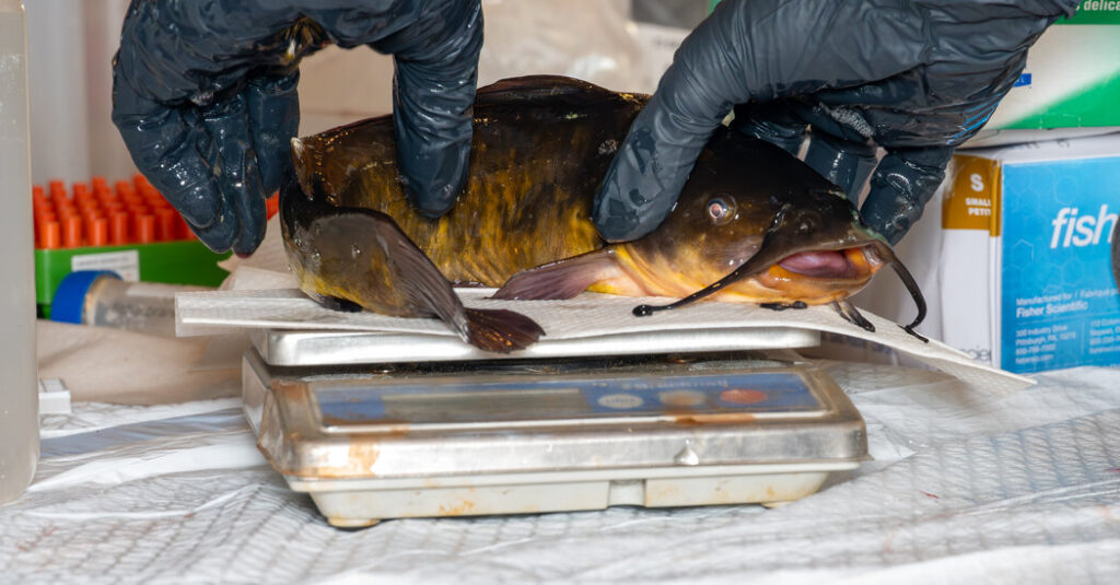 Deep in This Lake, a Contagious Cancer Is Spreading