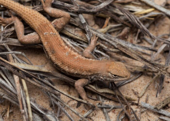 Judge Strips Protections for Imperiled Lizard at Trump Administration’s Behest