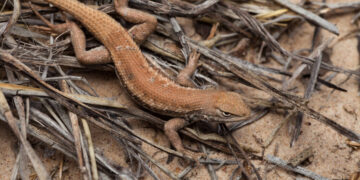 Judge Strips Protections for Imperiled Lizard at Trump Administration’s Behest
