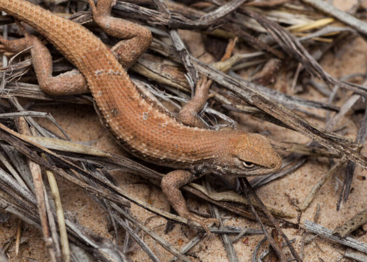 Judge Strips Protections for Imperiled Lizard at Trump Administration’s Behest