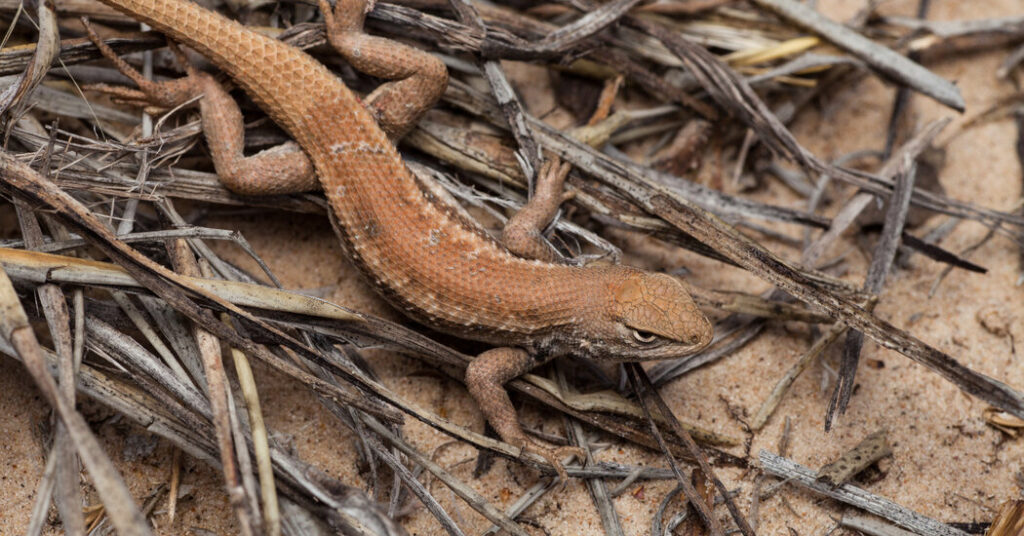 Judge Strips Protections for Imperiled Lizard at Trump Administration’s Behest