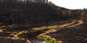 ‘Help Never Came.’ Canadian Wildfire Evacuees Want to Know Why.