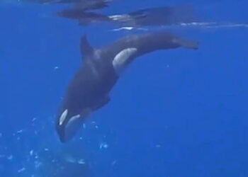 How to Eat a 2,000-Pound Fish? These Orcas Choose to Pulverize It.