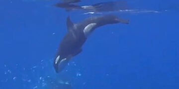 How to Eat a 2,000-Pound Fish? These Orcas Choose to Pulverize It.