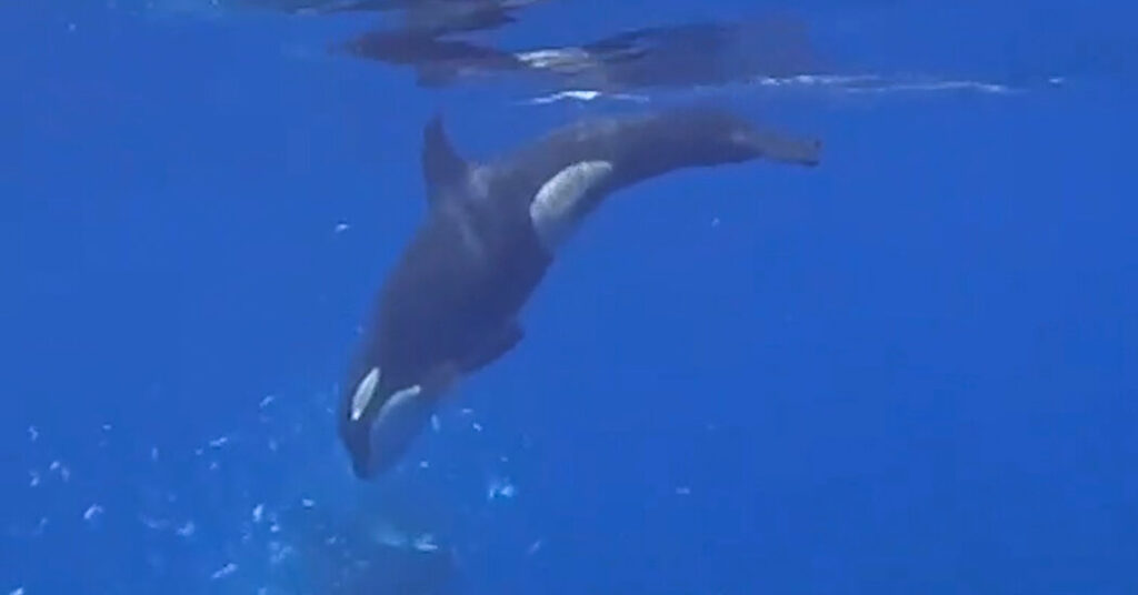 How to Eat a 2,000-Pound Fish? These Orcas Choose to Pulverize It.
