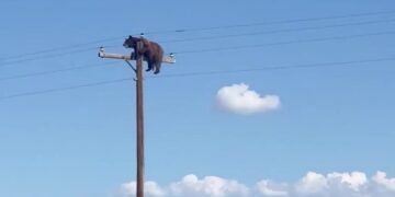 ‘Heartbreaking’ Video Shows Bear Before It Was Electrocuted Atop Utility Pole
