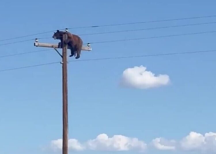 ‘Heartbreaking’ Video Shows Bear Before It Was Electrocuted Atop Utility Pole