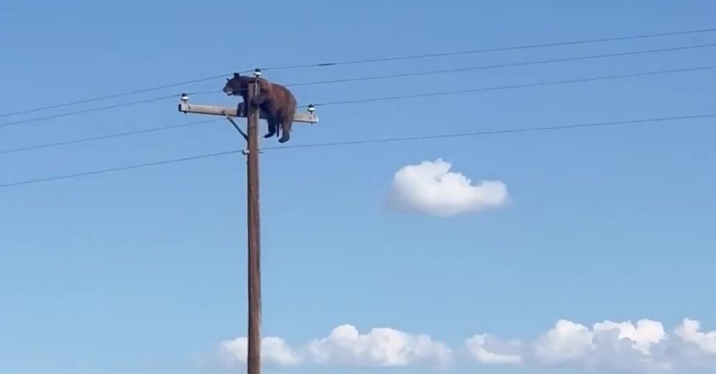 ‘Heartbreaking’ Video Shows Bear Before It Was Electrocuted Atop Utility Pole