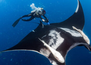 How to Tell if a Giant Manta Is Pregnant? Give Her an Ultrasound.