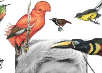 Guy Tudor, Whose Art Brought Obscure Birds to Life, Dies at 91