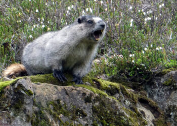 ‘OnlyMarms’: Marmots Are on OnlyFans to Raise Money for Research