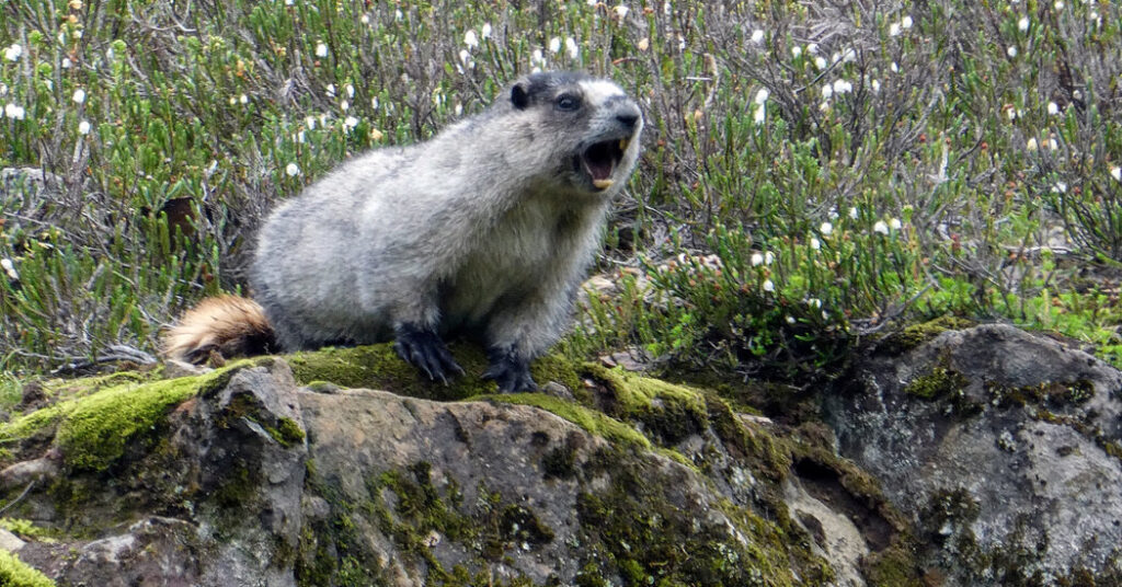 ‘OnlyMarms’: Marmots Are on OnlyFans to Raise Money for Research