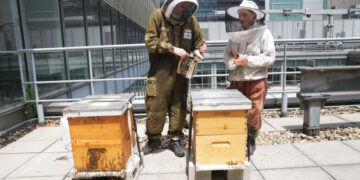 The Secret Life of the New York Times Bees
