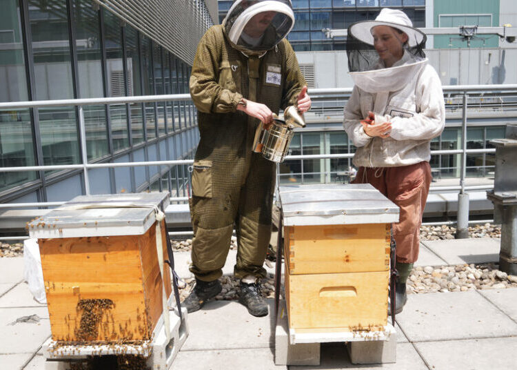 The Secret Life of the New York Times Bees