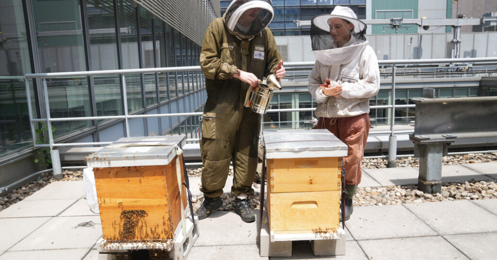 The Secret Life of the New York Times Bees