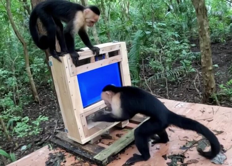 In This Costa Rican Forest, Monkeys Come Face-to-Face With A.I.