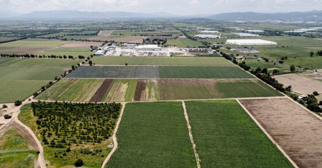 F.D.A. Official Says Food Supply Is Safe as Cyclosporiasis Cases Climb