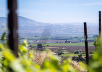 Sales Are So Low, California Wineries Are Burning Their Vineyards