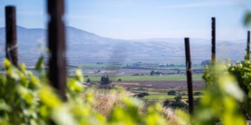 Sales Are So Low, California Wineries Are Burning Their Vineyards