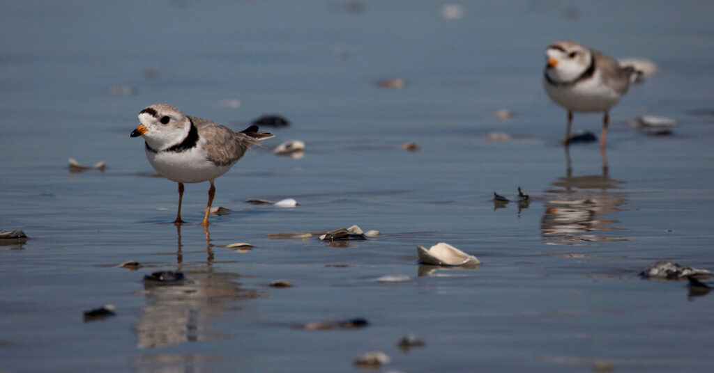 Trump Administration Sharply Cuts Protections for Endangered Species