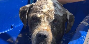 Dog fleeing fireworks is rescued from 15-foot well after neighbor hears cries