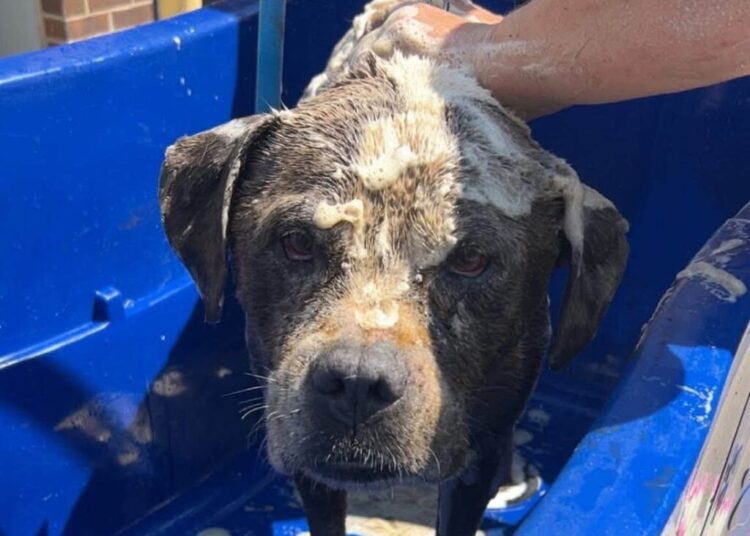 Dog fleeing fireworks is rescued from 15-foot well after neighbor hears cries