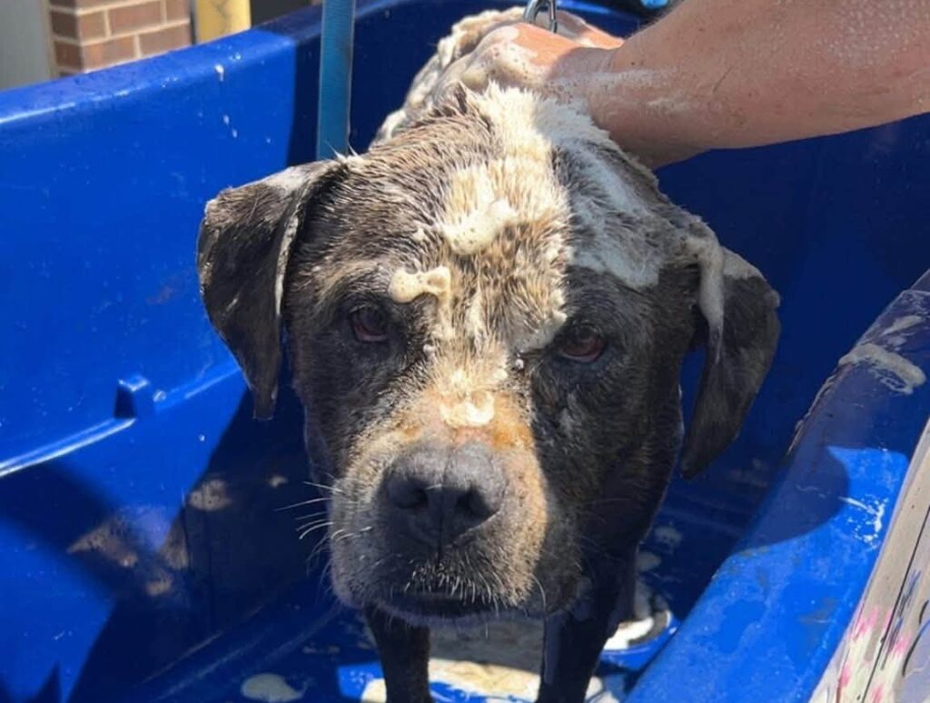 Dog fleeing fireworks is rescued from 15-foot well after neighbor hears cries