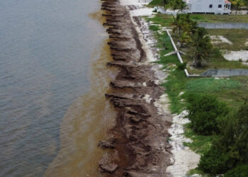 Mexico’s President Unveils Plan to Fight Seaweed That Is Choking Beaches