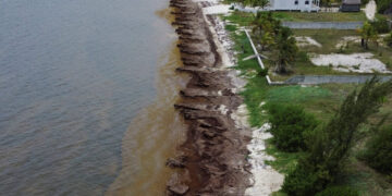 Mexico’s President Unveils Plan to Fight Seaweed That Is Choking Beaches