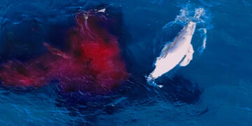 A Whale Gave Birth. A Drone Was There to Capture the Spectacle.