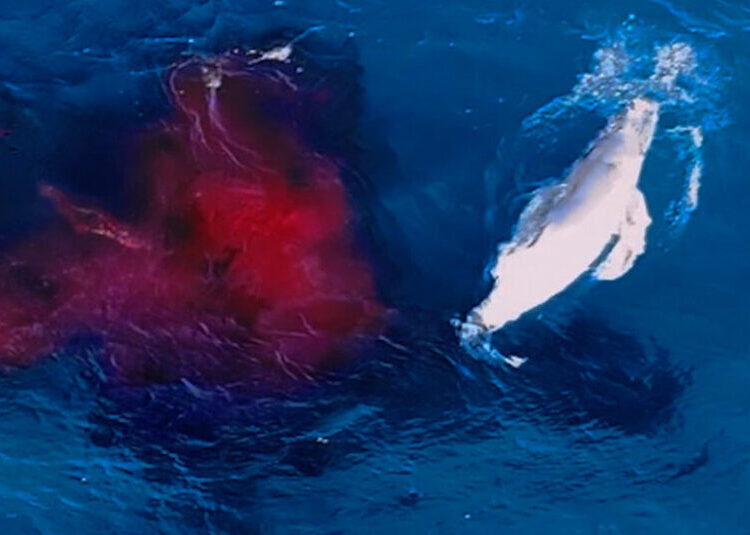 A Whale Gave Birth. A Drone Was There to Capture the Spectacle.