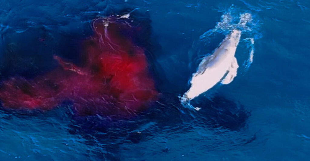 A Whale Gave Birth. A Drone Was There to Capture the Spectacle.