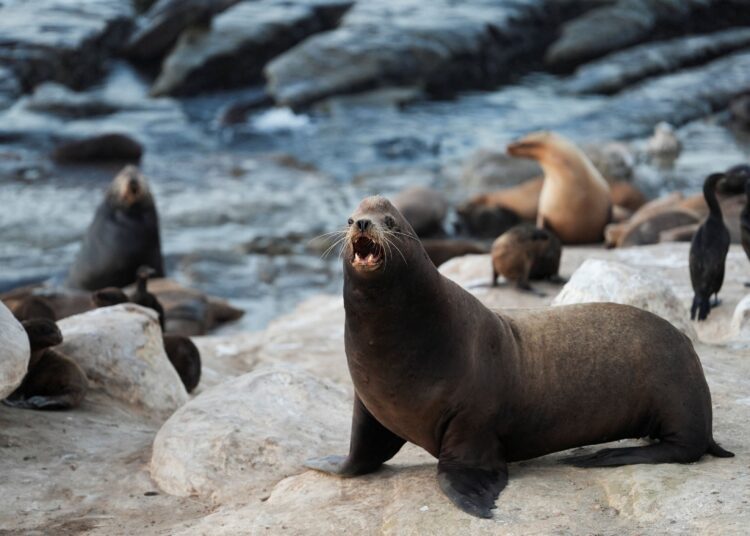 Federal probe investigates viral video showing attack on sea lion
