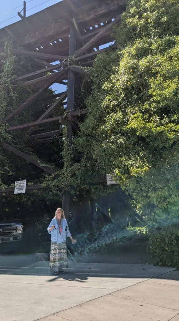 A woman stands in front of a wooden structure covered in green vines, with a black truck visible behind her.