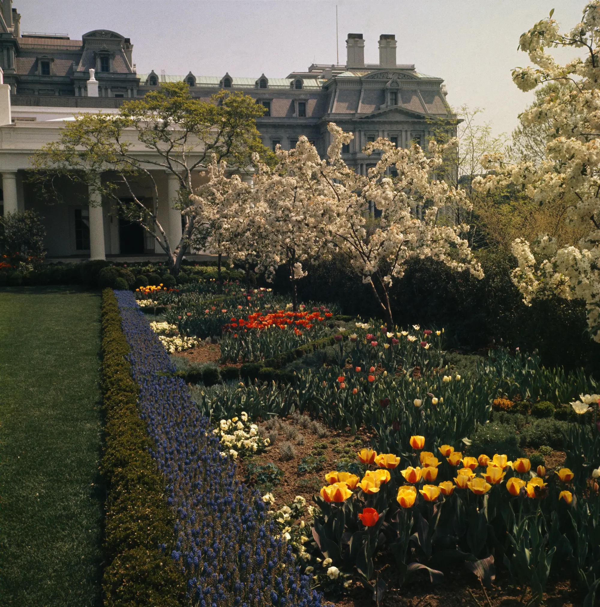 The White House Rose Garden in bloom in 1963.