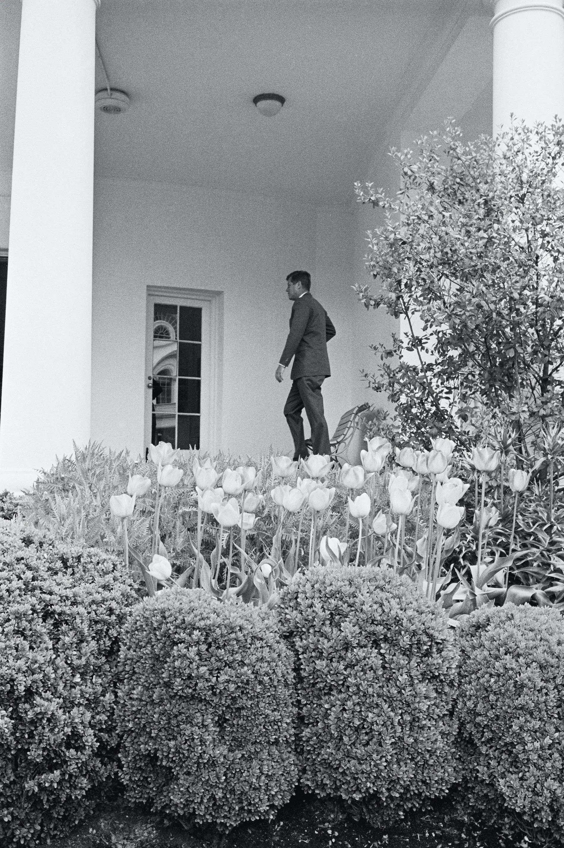 John F. Kennedy pictured with tulips in the White House Rose Garden in 1963.