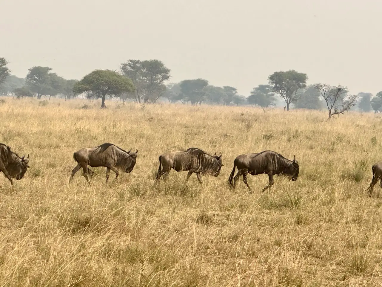 Wildebeests in the Serengeti