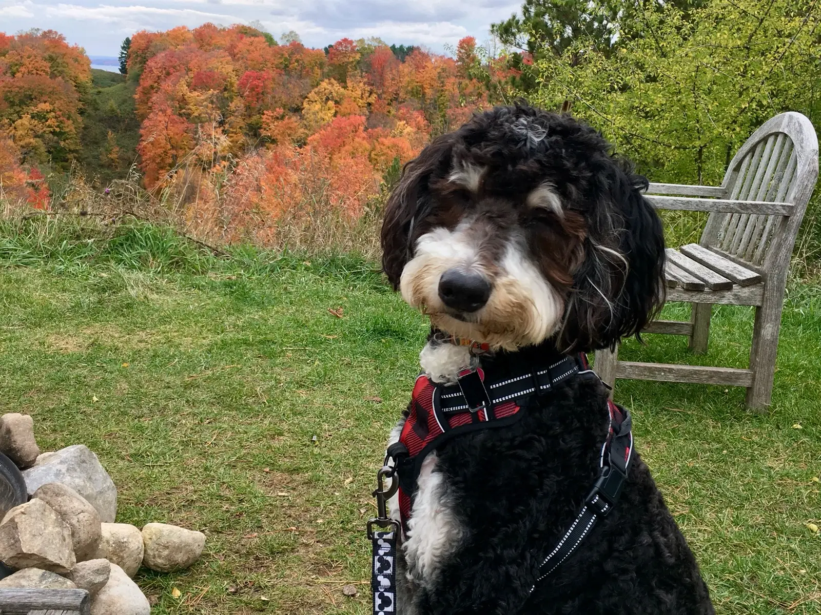 Dog on Sutton Bay Cider grounds in fall