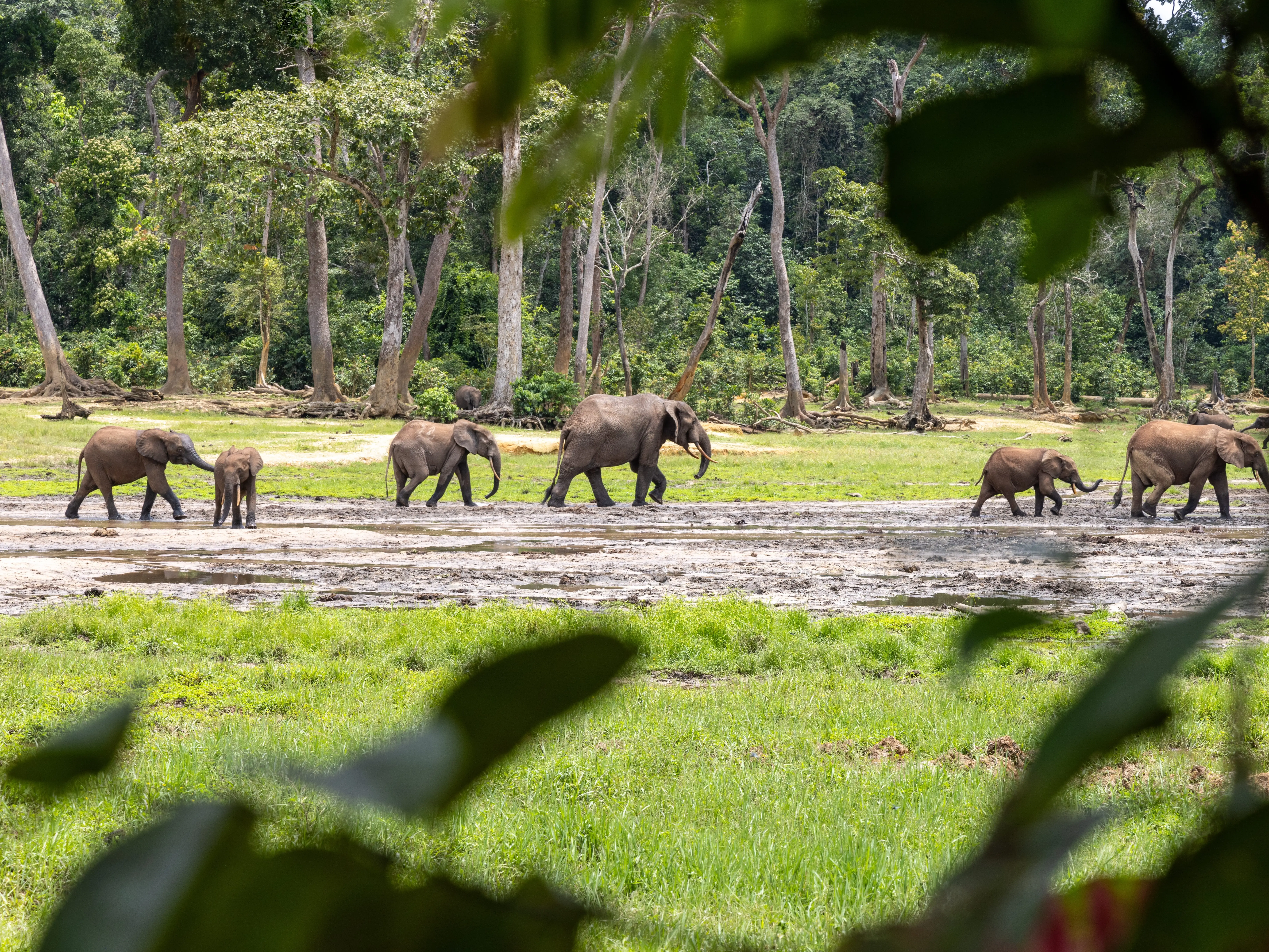 View to elephants at Sangha Bai forest clearing throught the leafs in Central African Republic of Congo