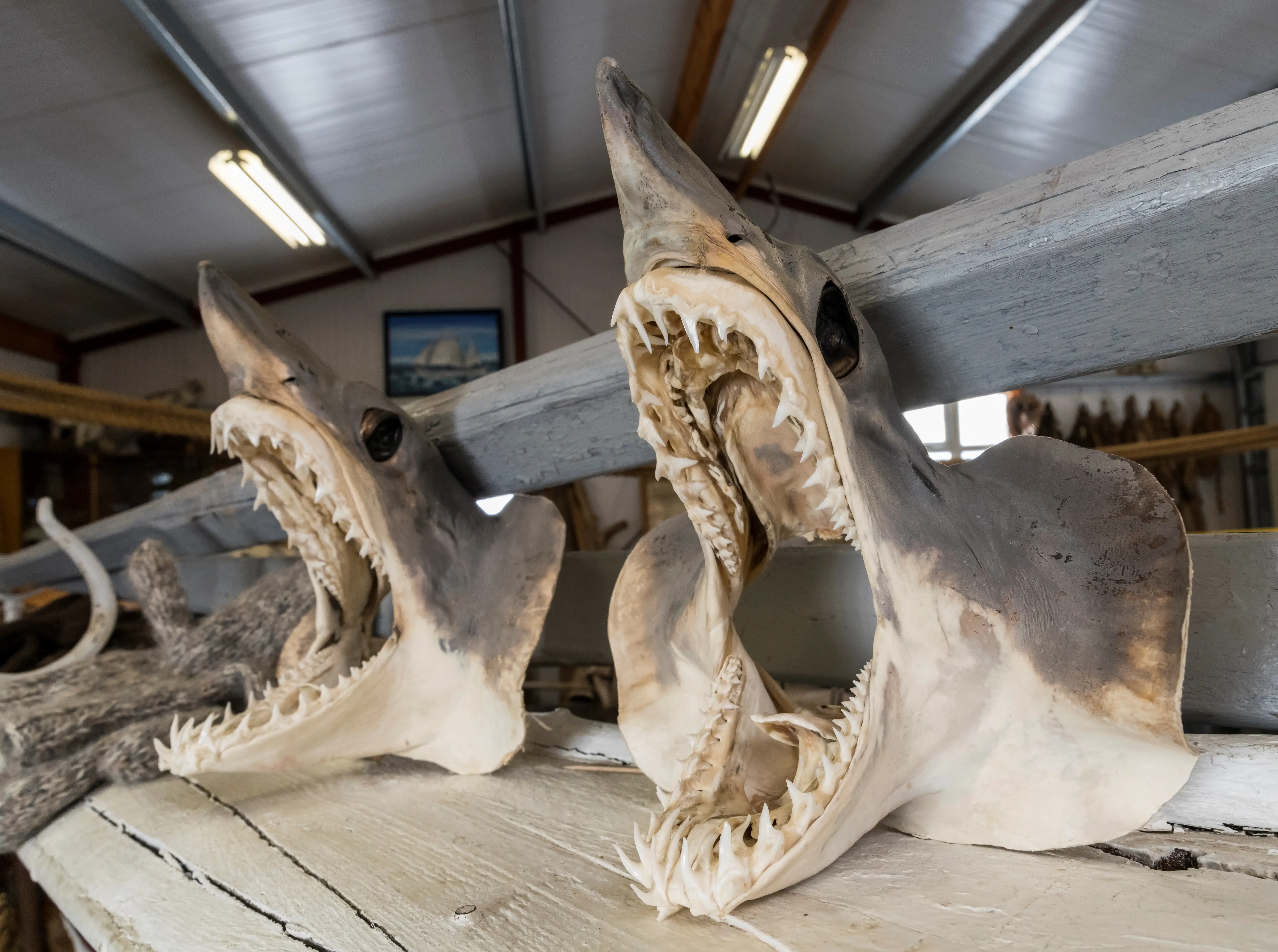 Bjarnarhoefn. a local museum dealing with the iconic local speciality Hakarl. fermented meat of the greenland shark (Somniosus microcephalus). a protected species and the life on Snaefellsnes. Europe. northern Europe. Iceland. March.