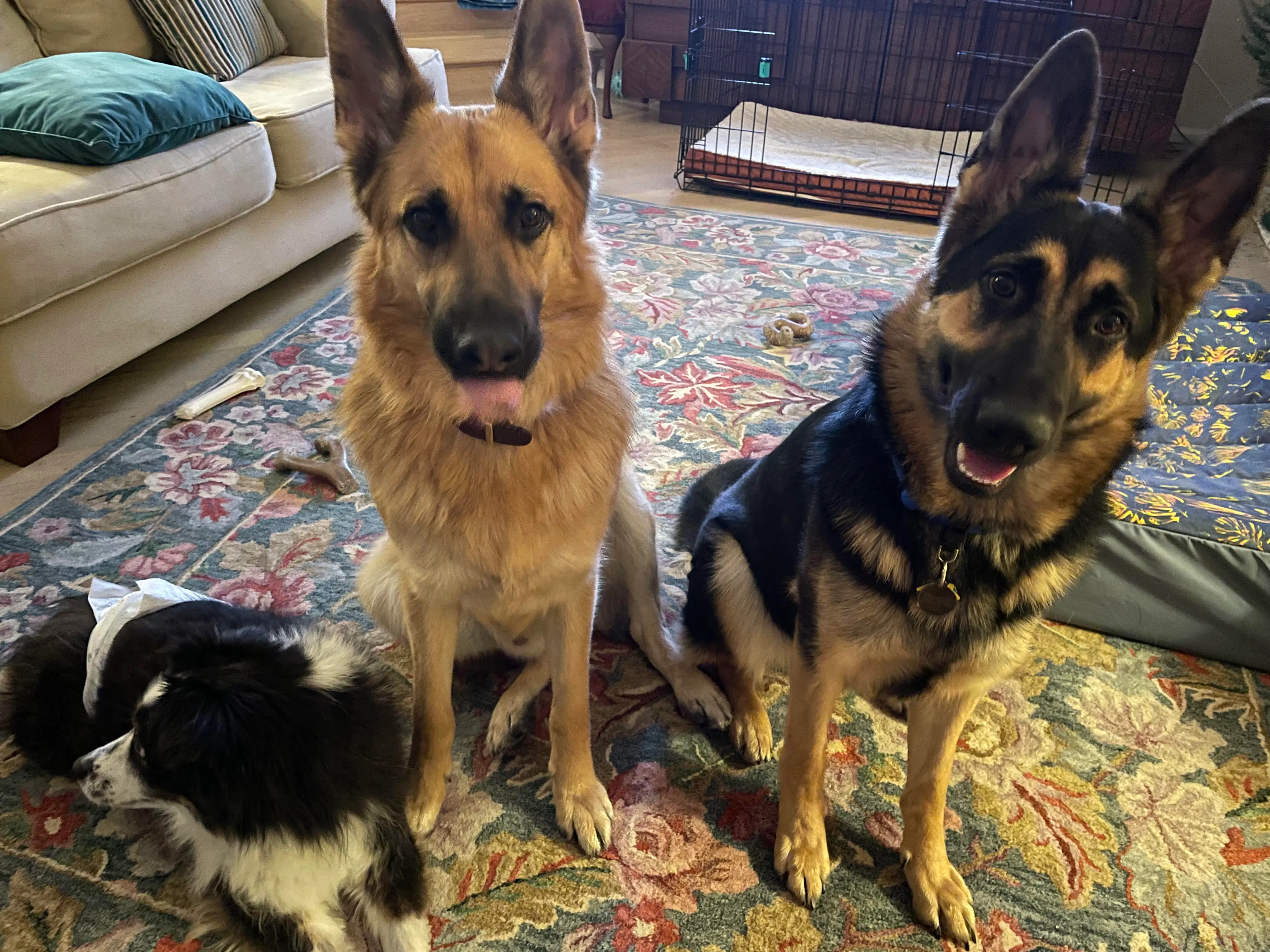 Dogs posing for photo