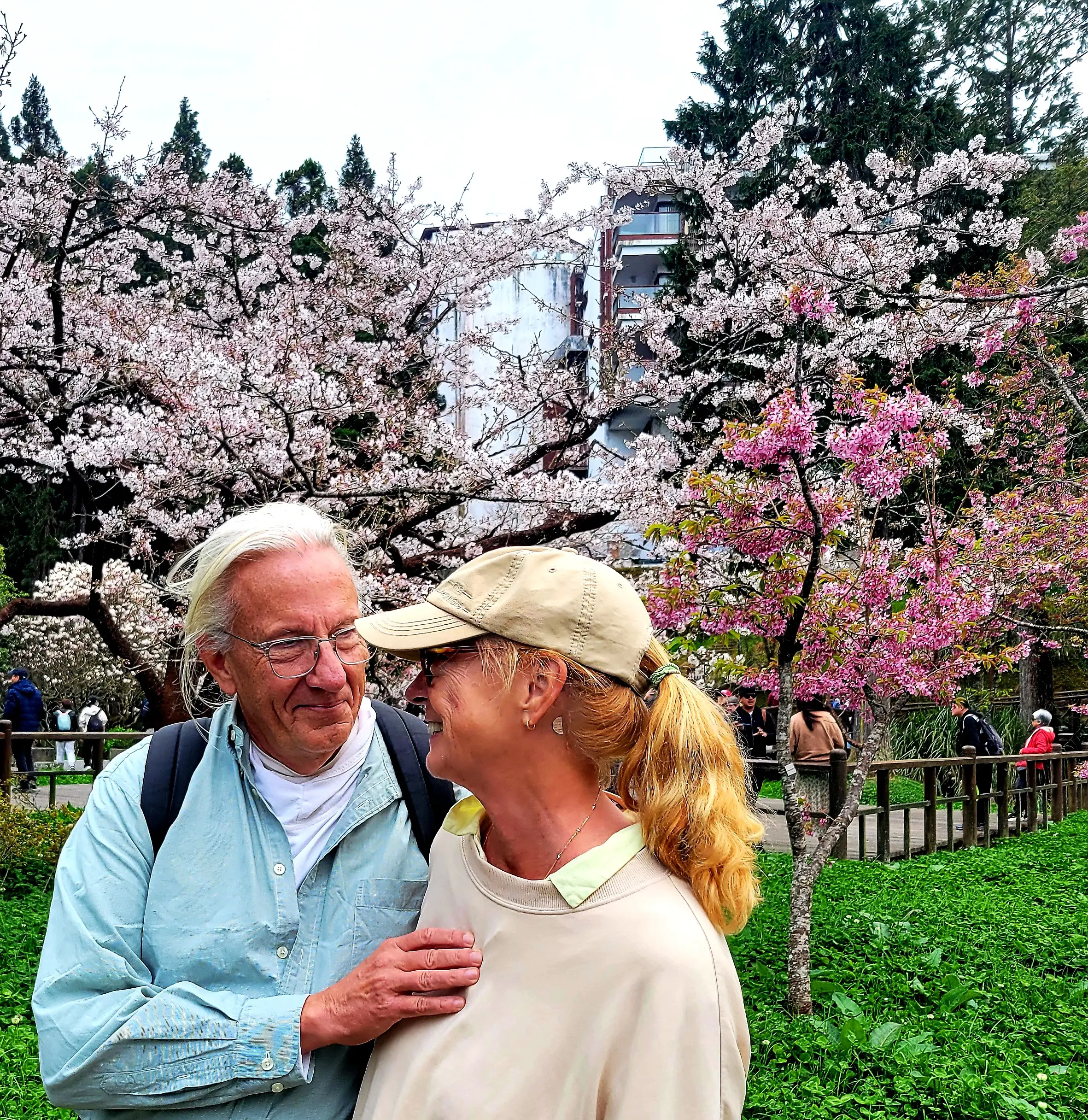 A couple posing with cherry blossoms in Alishan forest in Taiwan.