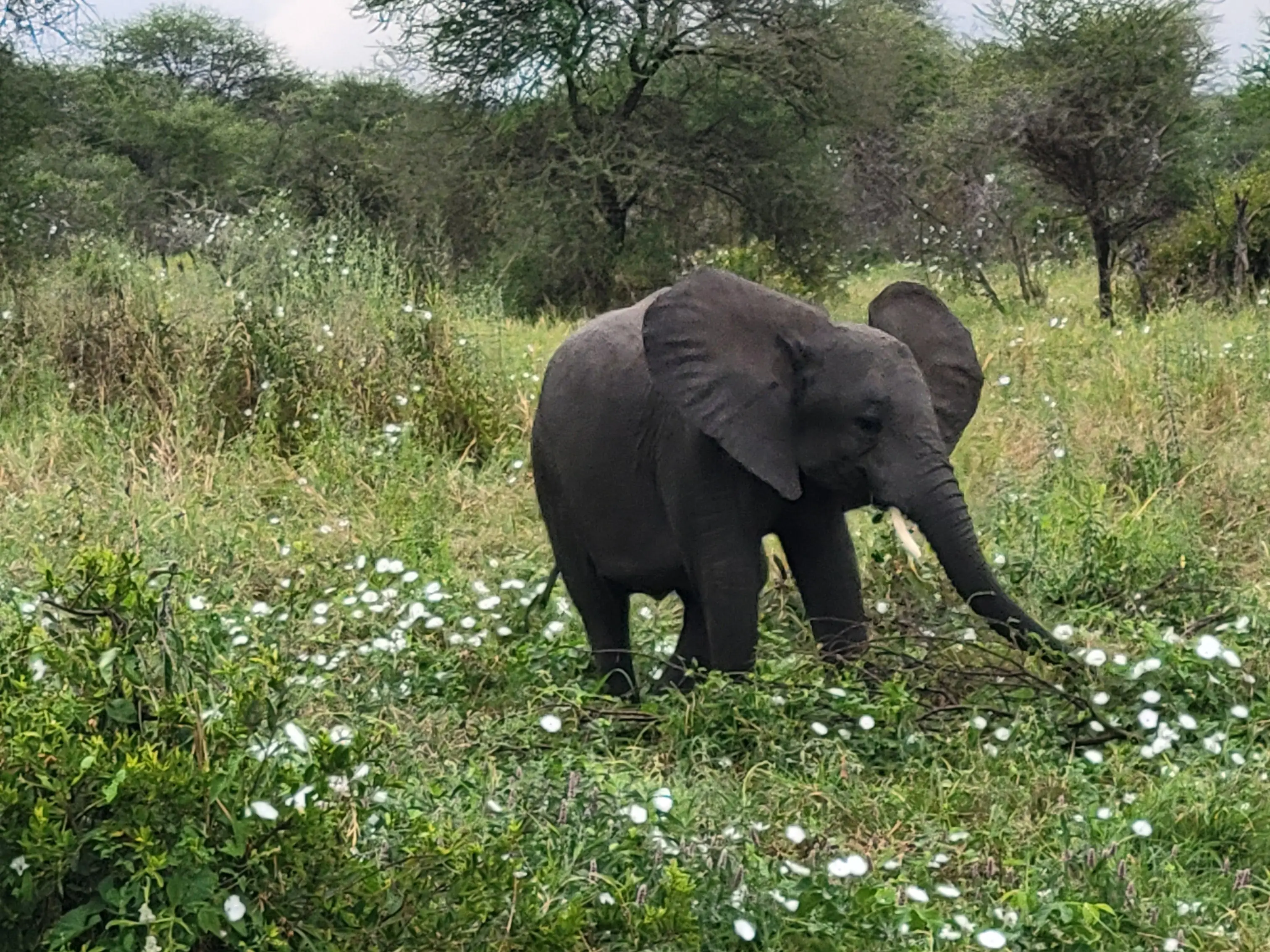 An elephant in the wildflowers in Tangire, Tanzania.