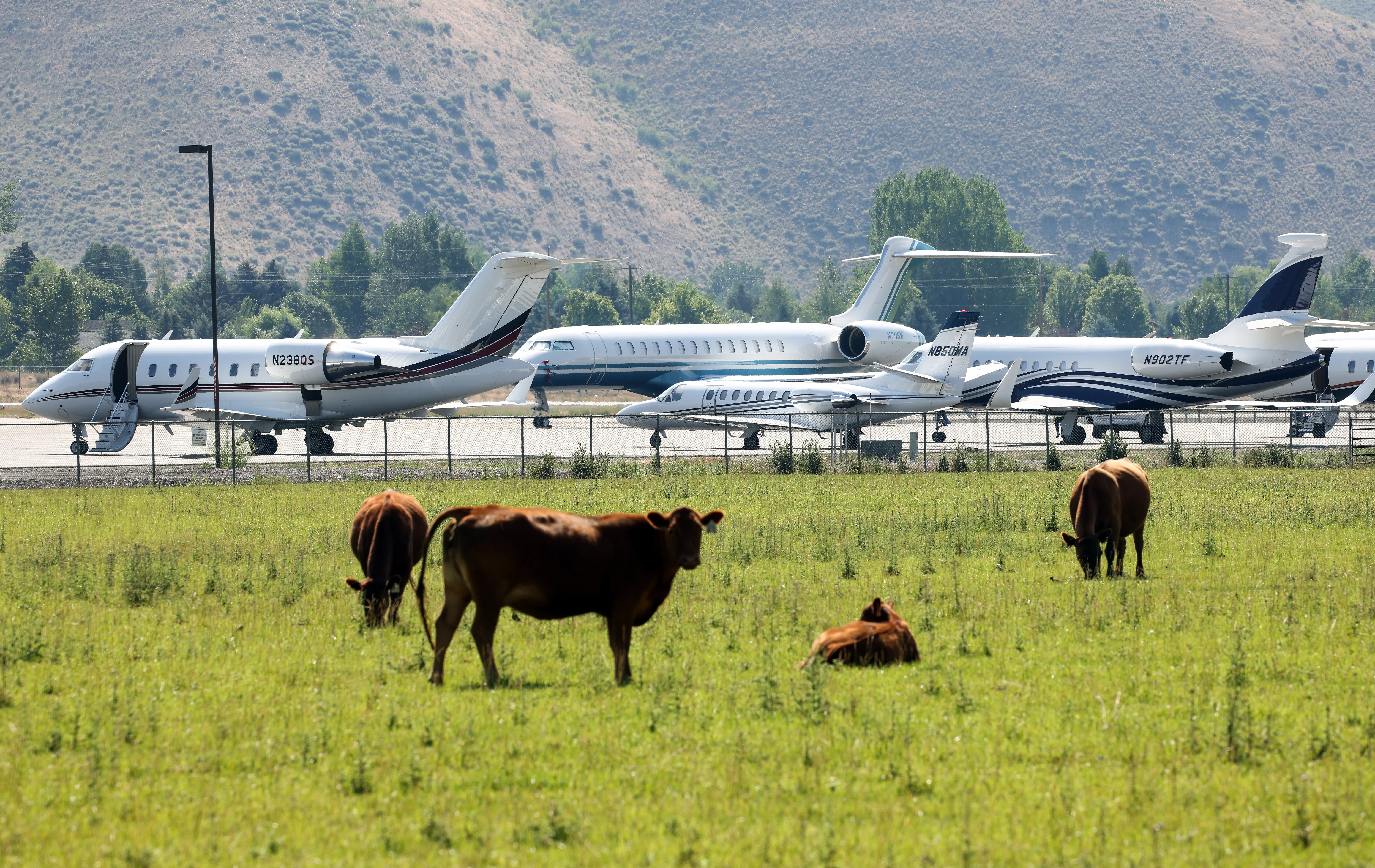 Cattle graze in a field beside fenced private jets parked on an airport tarmac with hills behind.