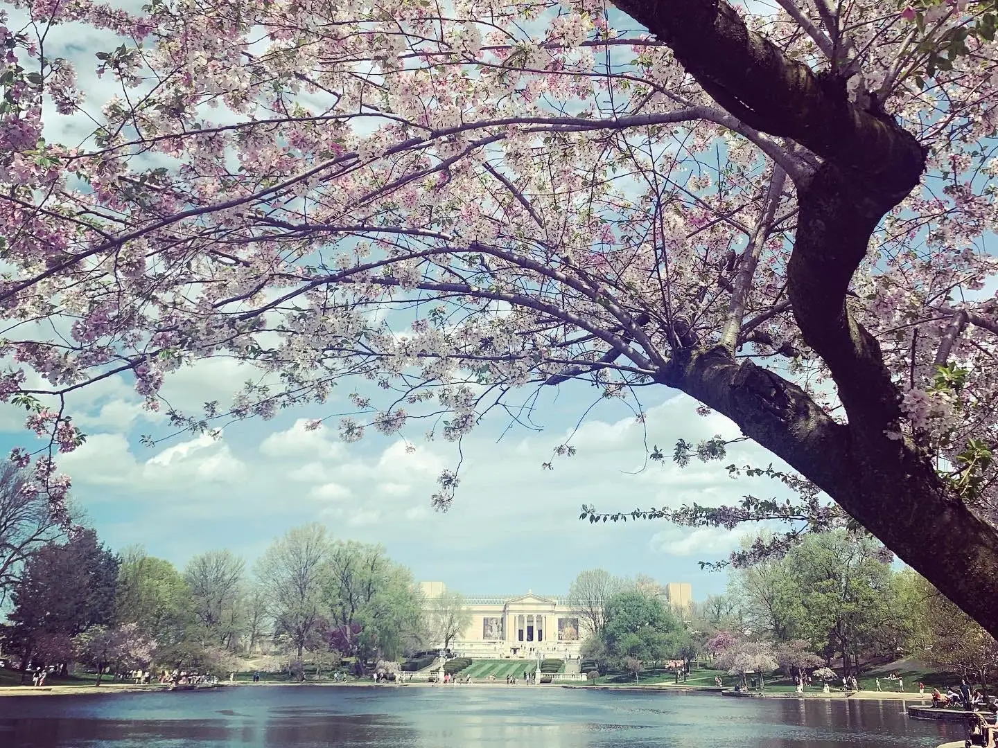 Cherry blossoms frame a lake with the Cleveland Museum of Art in the distance.