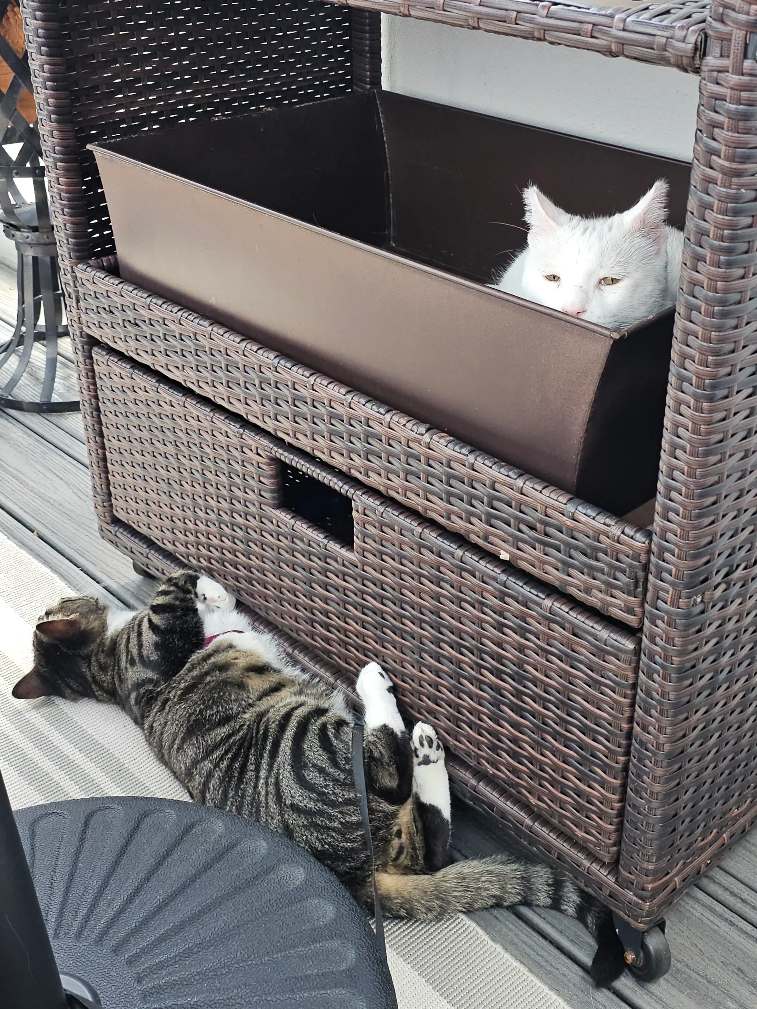 Two cats, one is sitting in a bin on a cart and the other is lazing about on the ground